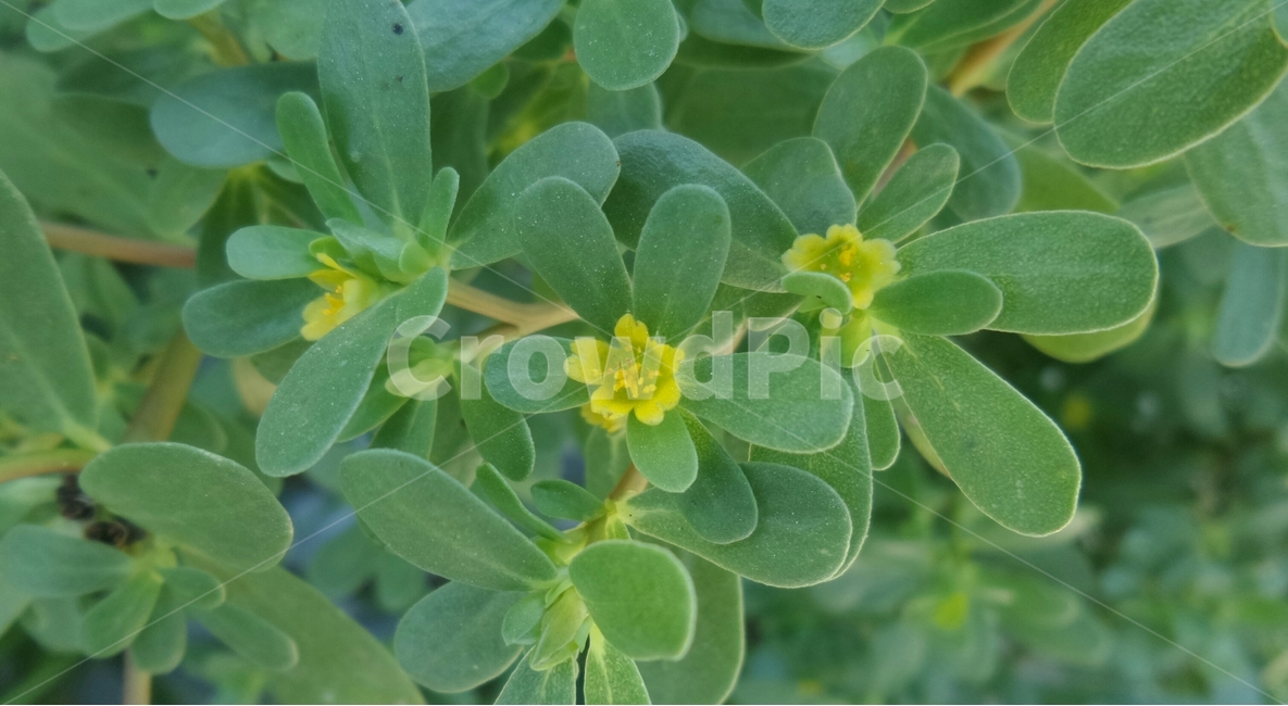 쇠비름,마시채,마치현,육자엽채,장명현,일년생초본,이판화,야생,식물,자연,plants,nature,꽃,flower