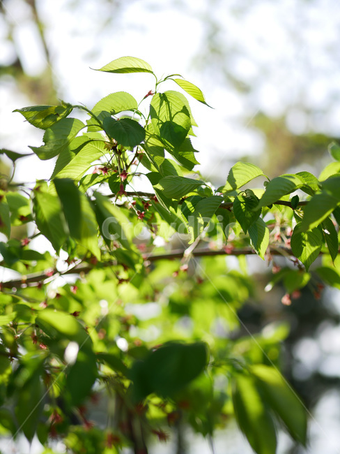 plant,식물,blossom,flower,꽃,자연