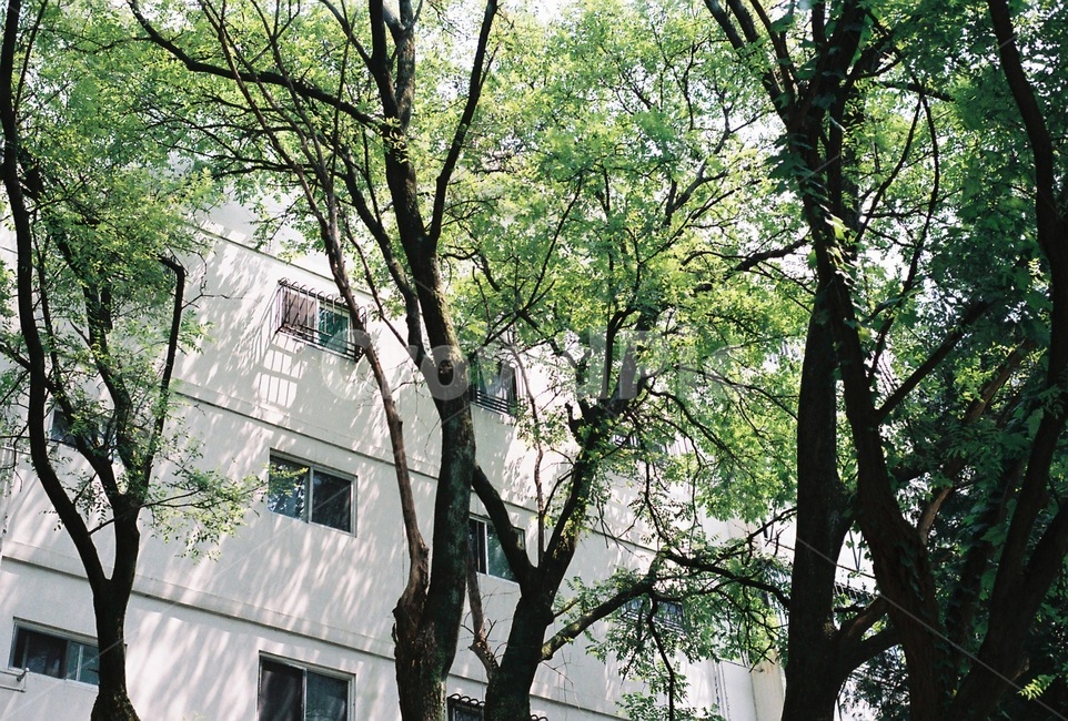 tree,window,shadow,summer,여름