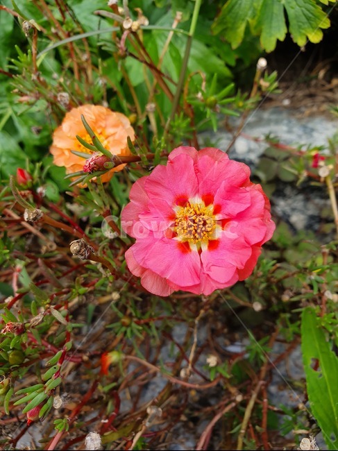 채송화,꽃,식물,blossom,flower