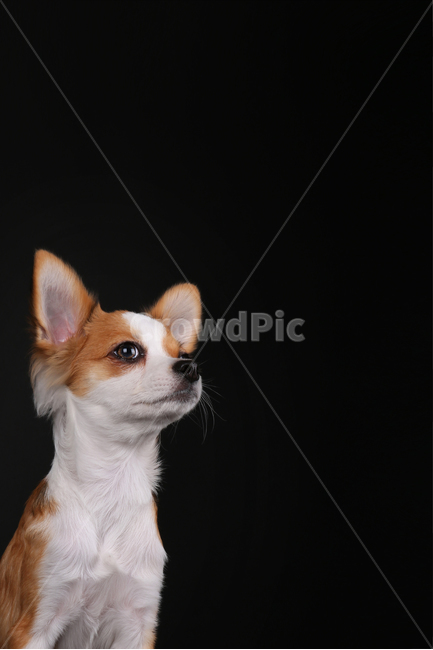강아지,개,검정배경,치와와,스튜디오,장모치와와,dog,puppy,studio,blackbackground,chihuahua,longhairedchihuahua,동물,animal,포유류,mammal,개,강아지,dog,doggy