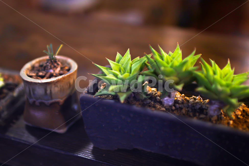 화분,카페,초록,식물,선인장,화초,실내,뾰족한,연두색,관상식물,plant,인테리어,실내용화초,화분,화초,house plant