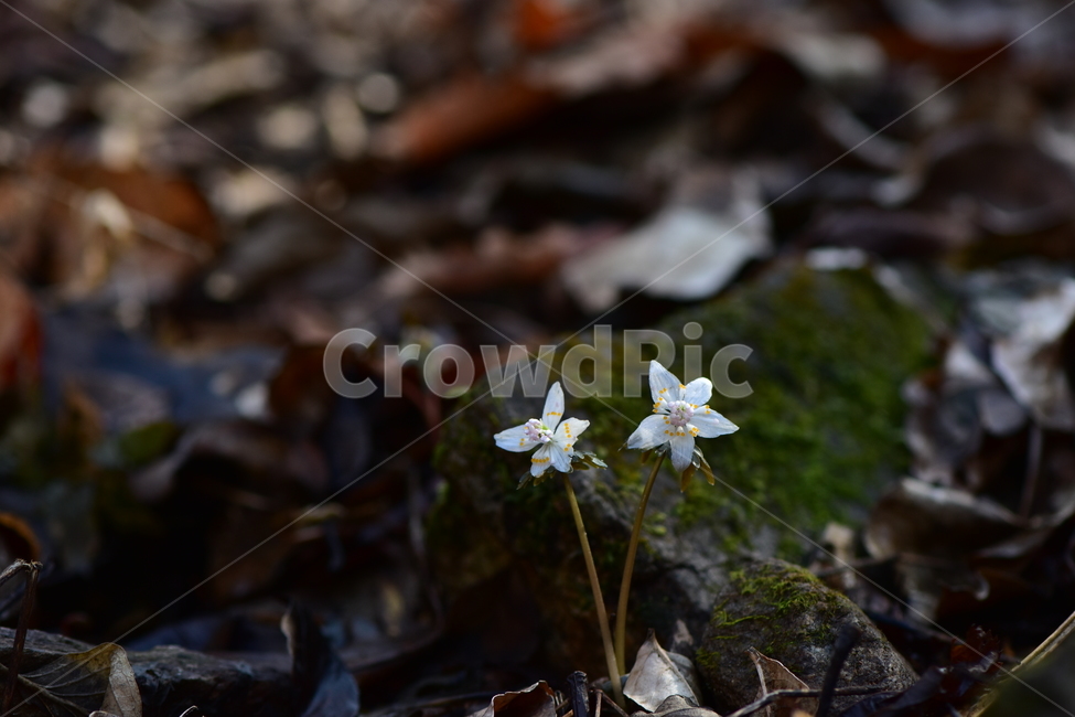 너도바람꽃,야생화,봄,꽃,풀꽃,자연,식물,식생,감성,힐링,plants,nature,spring,season,flower,emotion,feeling,흰색,초본,너도바람꽃속