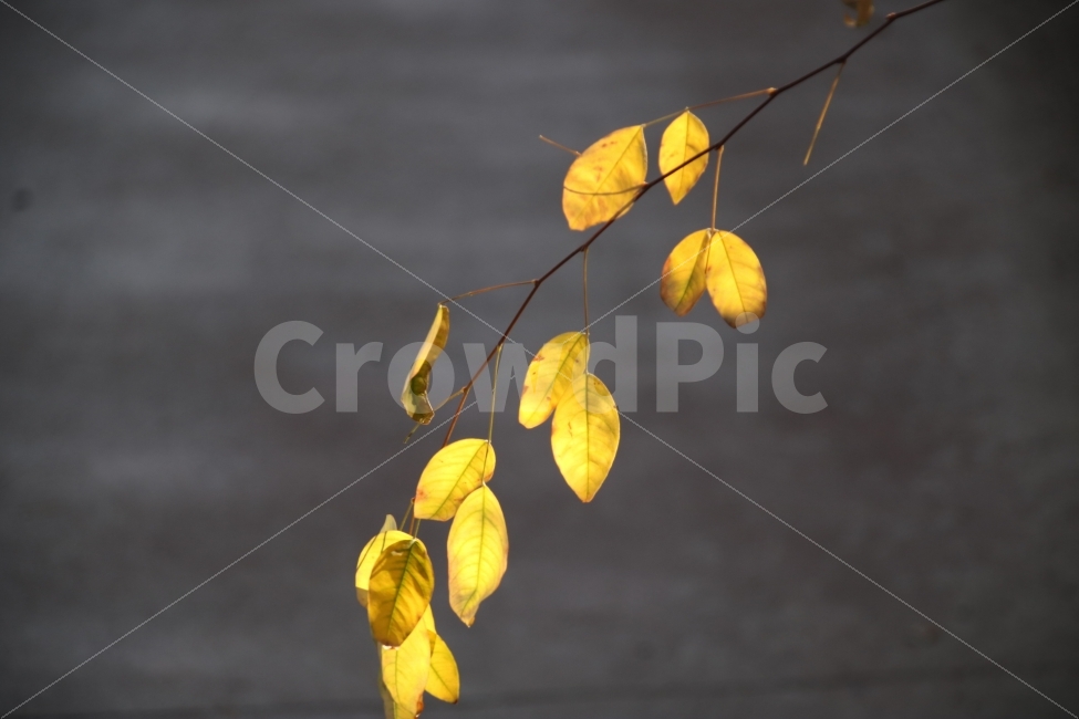 낙엽,곧있으면떨어질,추풍낙엽,가을끝자락,노랗게,가을,계절,fall,autumn,season,식물,자연,plants,nature,veins,정맥,leaf,잎,plant