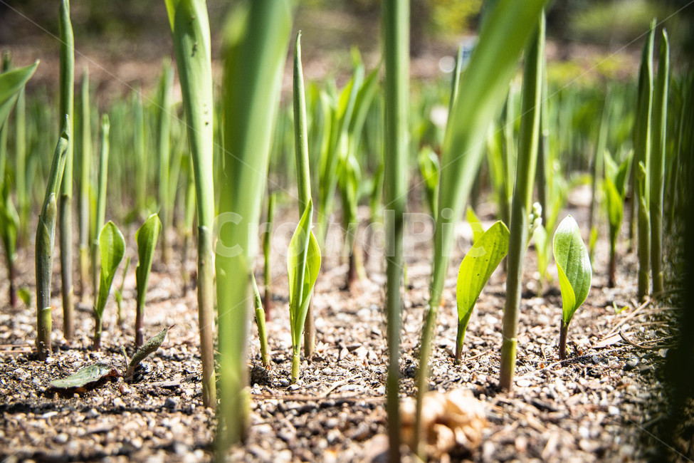 새싹,식물,초록,땅,잎,plant,leaf,green,식물,자연,plants,nature