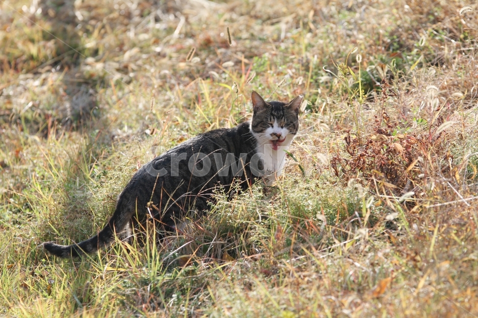 고양이,길고양이,공원,동물,감성사진,고양이표정,동물,animal,포유류,mammal,고양이,cat,kitten,kitty