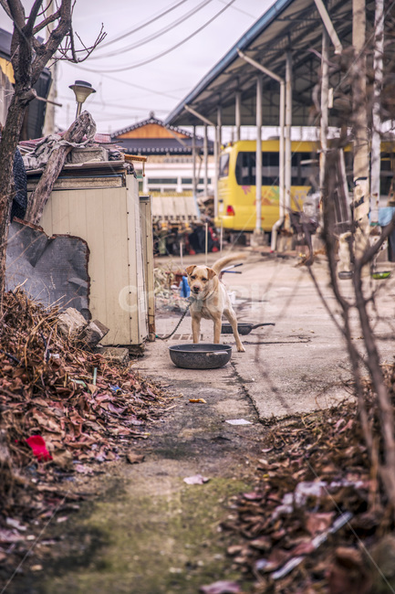시골풍경,강아지,시골,고향,hometown,dog,시골,마을,풍경,landscape,country,rural,town,동물,animal,포유류,mammal,개,강아지,dog,doggy