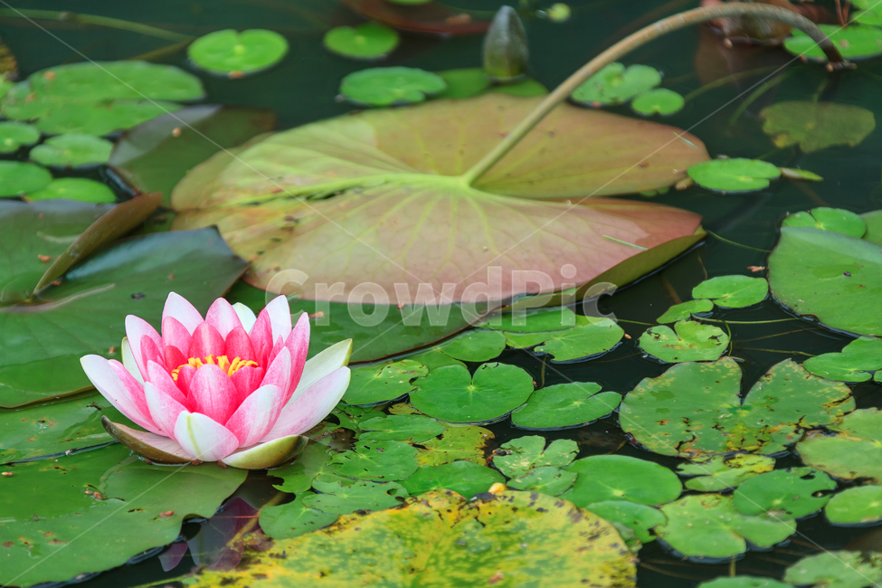 연꽃,비,꽃,여름,불교,호수,꽃잎,식물,자연,plants,nature,꽃,flower