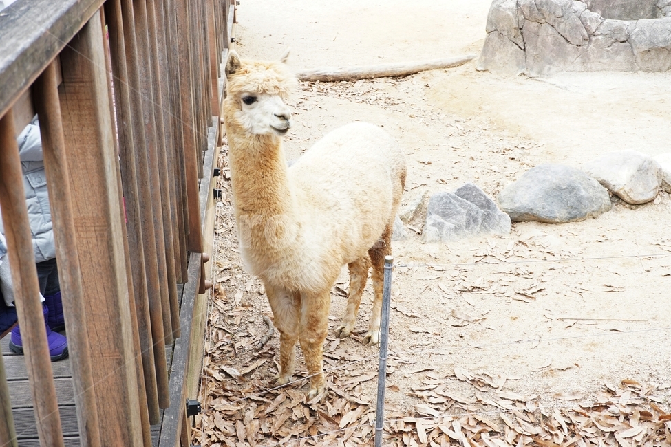 알파카,동물,초식,animal,alpaca,nature,동물보호,동물원,park,animalpark,동물,animal,포유류,mammal