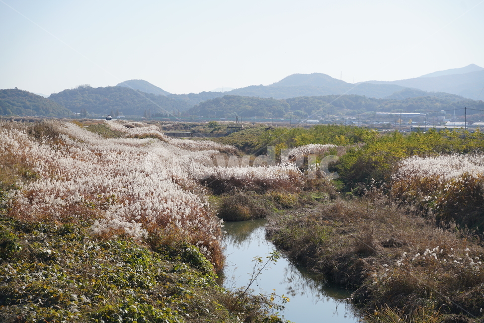 억새,식물,볏과식물,벼목,뿌리줄기,억새풀,eulalia,ditch,도랑