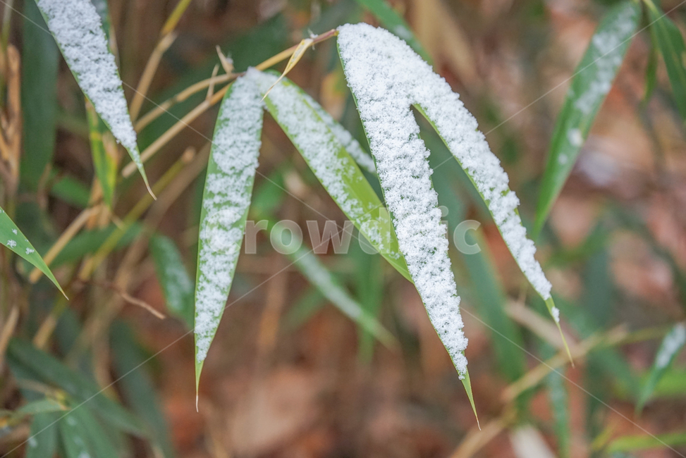 겨울,첫눈,눈,나뭇잎,잎,잎새,감성,계절,겨울,계절,winter,season