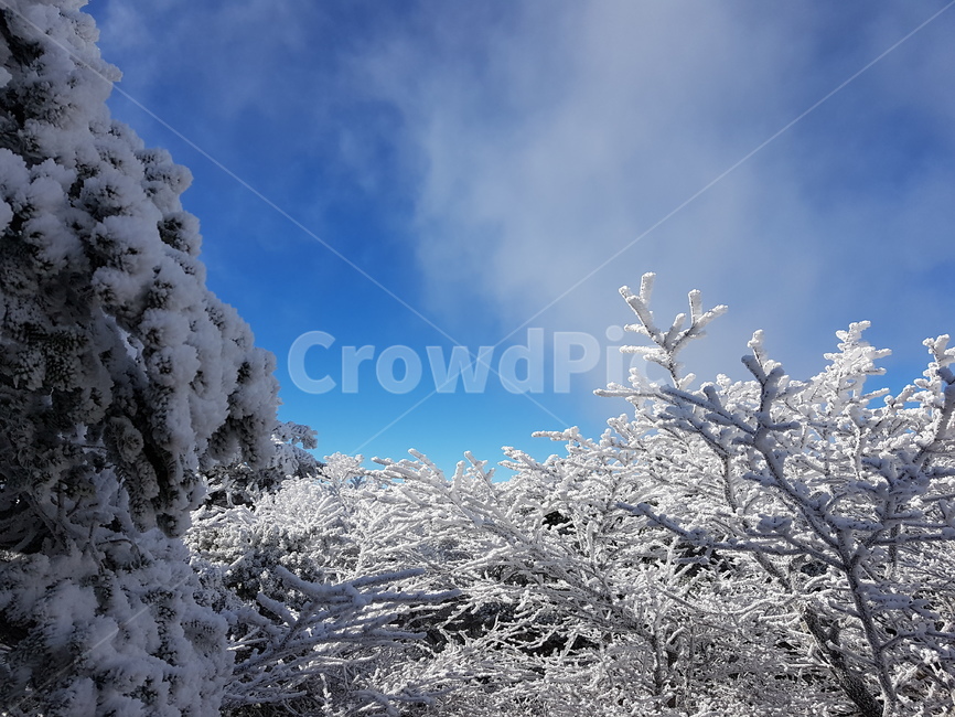제주,겨울,한라산,눈꽃,눈,jeju,winter,hallamountain,snow,겨울,계절,winter,season