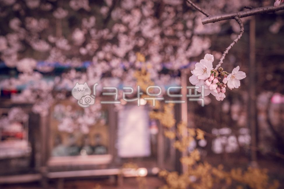 spring,forsythia,Cherry Blossom,station,flower