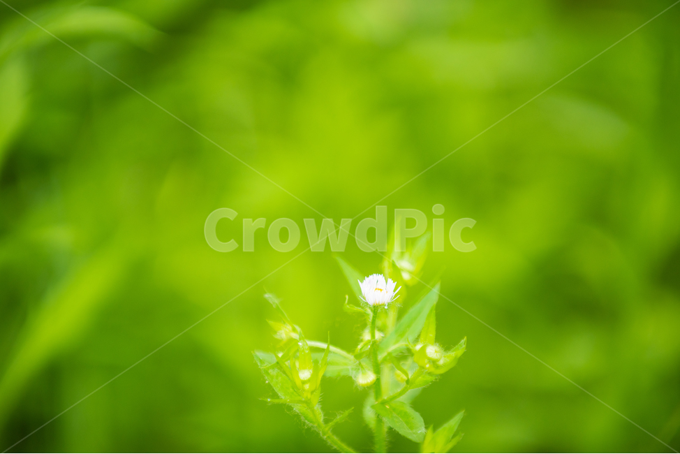 식물,꽃,야생화,화초,초록,자연,환경,plants,green,flower,wildflower,nature,natural,environment,식물,자연,plants,nature,꽃,flower