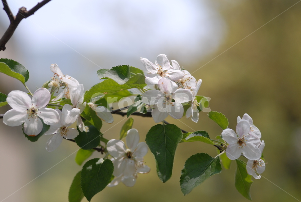 식물,꽃,사과,사과꽃,붉은색,붉은꽃,과일꽃,꽃,flower
