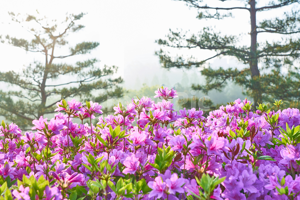 군포,철쭉,철쭉축제,축제,봄,군포축제,군포철쭉,식물,자연,plants,nature,꽃,flower
