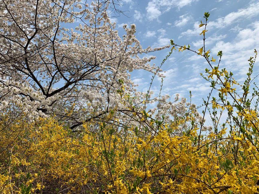 벚꽃,개나리,봄,꽃놀이,벚꽃놀이,봄,계절,spring,season,식물,자연,plants,nature,꽃,flower,plant