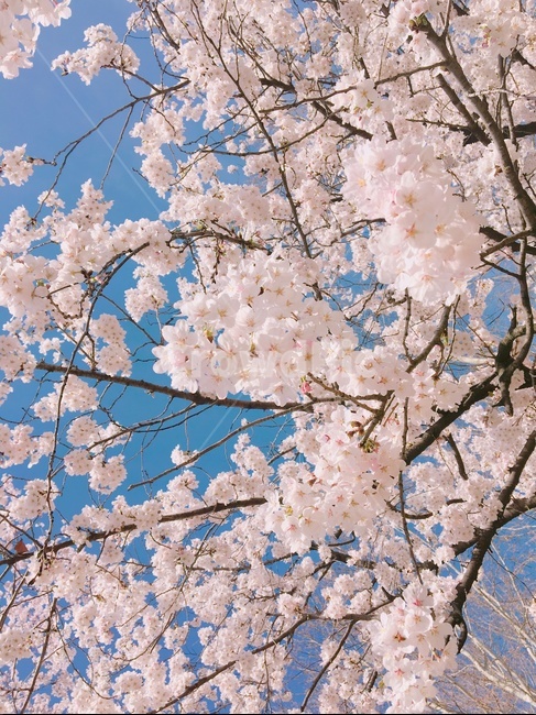 봄,벚꽃,하늘,spring,sakura,cherryblossoms,sky,파란하늘,bluesky,봄,계절,spring,season,식물,자연,plants,nature,꽃,flower,plant,blossom,cherry blossom