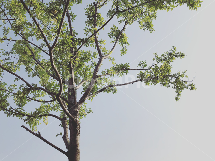 하늘,초록색,초록,나무,한그루,흐린날,식물,자연,plants,nature,나무,trees,wood