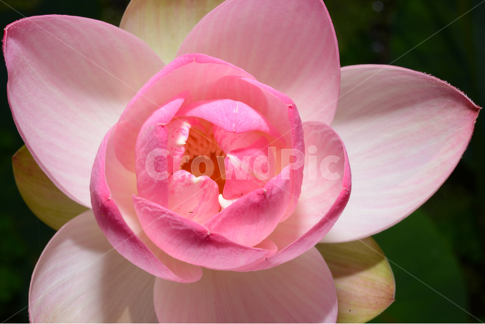 자연,접사,근접촬영,macro,micro,closeup,pink,연꽃,핑크,꽃,식물,자연,plants,nature,꽃,flower