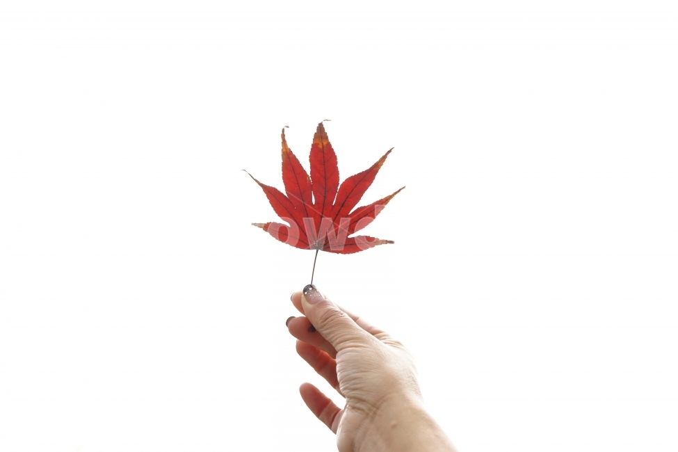 단풍잎,손,가을,감성,사랑,가을,계절,fall,autumn,season,사람,인물,인간,human,person,신체일부,몸,body,leaf,잎,plant,식물