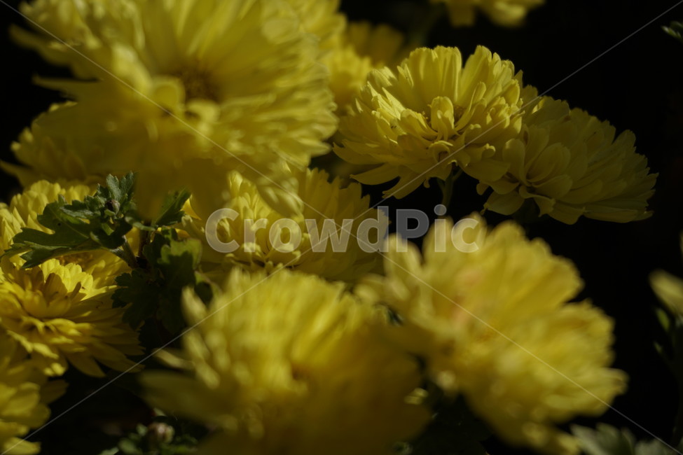 식물,flower,꽃,flowerbouquet,blossom,plant,꽃꽂이,flowerarrangement,꽃부케