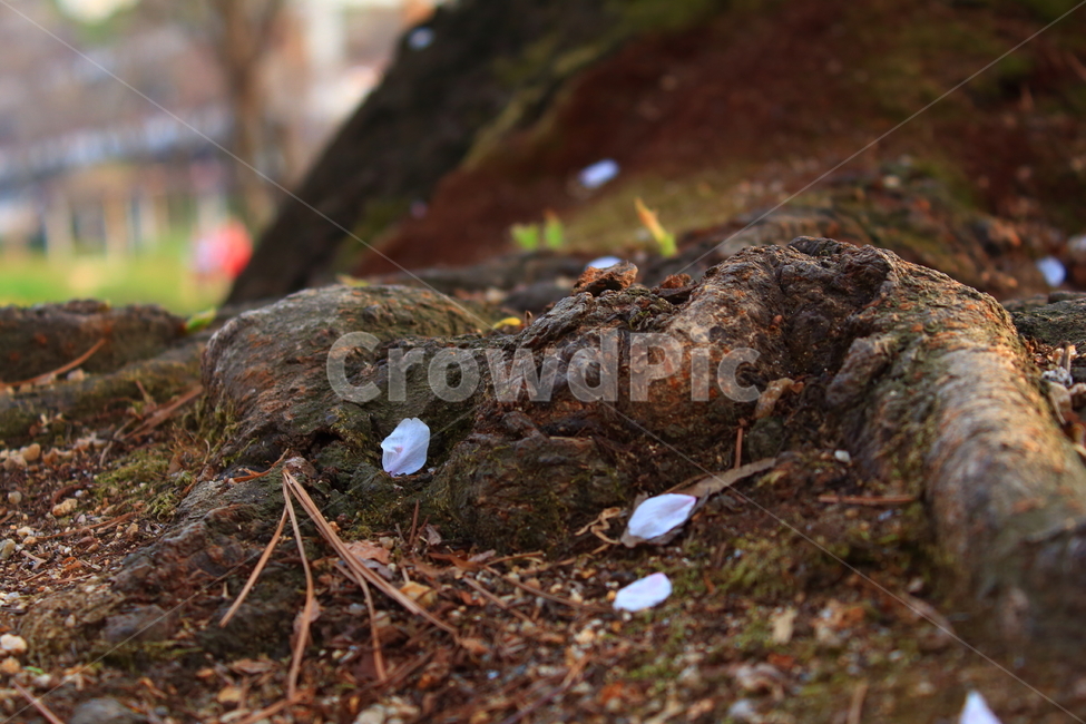 벚꽃,낙화,봄,자연,식물,ground,바닥