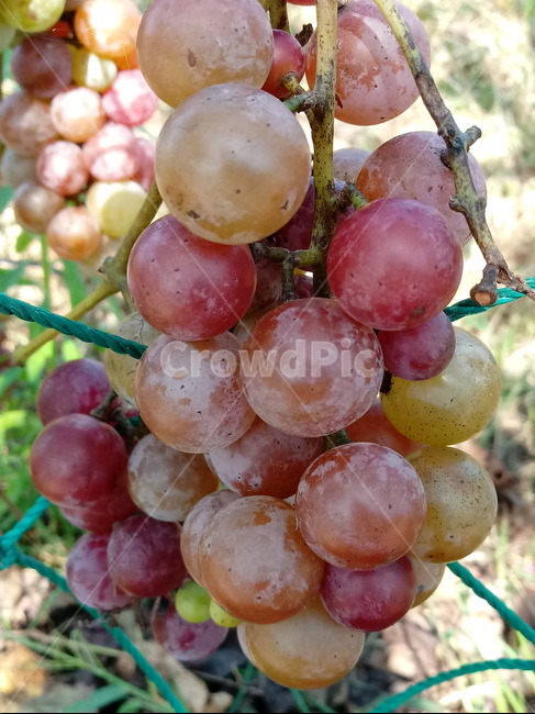포도,과일,열매,식물,fruit,grapes,plant,과일,열매,fruit