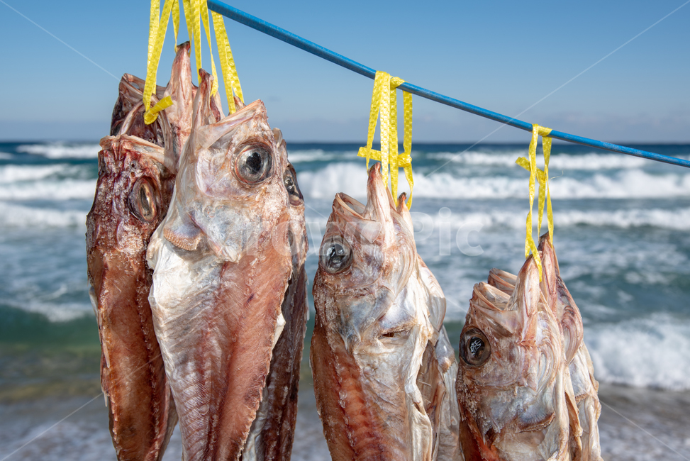 winter,cold,sea breeze,scenery,dried,winter sea,sea,dried fish,healing,Beach,ingredients,unusual,sky,waves,seafood,nature,drying rack,interesting,fishing,cuisine,natural drying,food,Gangwondo,East Sea,fishing village,blue,drying,winter wind,fish,beach,uni