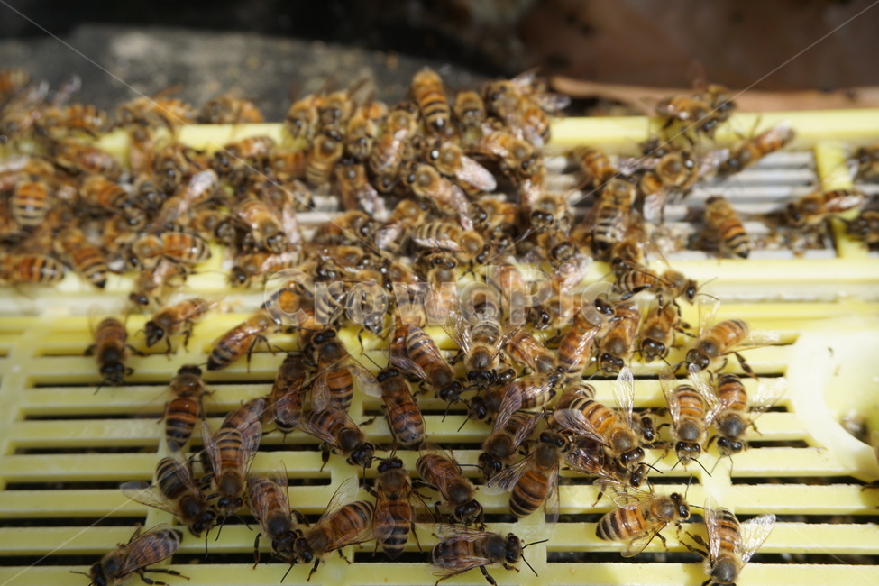 벌,양봉,노란색,플라스틱,햇빛,채분기,동물,animal,곤충,벌레,insect,bug