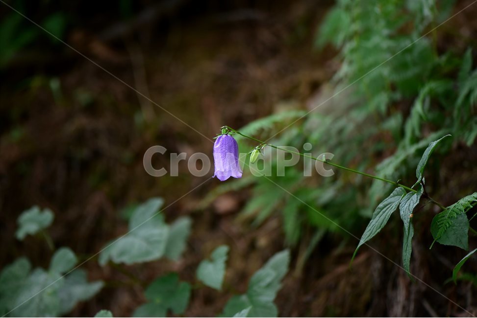 금강초롱꽃,야생화,식물,자연,꽃,생태,힐링,플라워,wildflower,flower,plants,nature,season,감성,느낌,emotion,feeling,여름,여러해살이풀,초롱꽃과,금강초록꽃속,자주색,식물,자연,plants,nature,꽃,flower