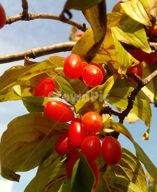 꽃,식물,plant,tree,붉은열매,열매,fruit,산수유,과일,열매,fruit