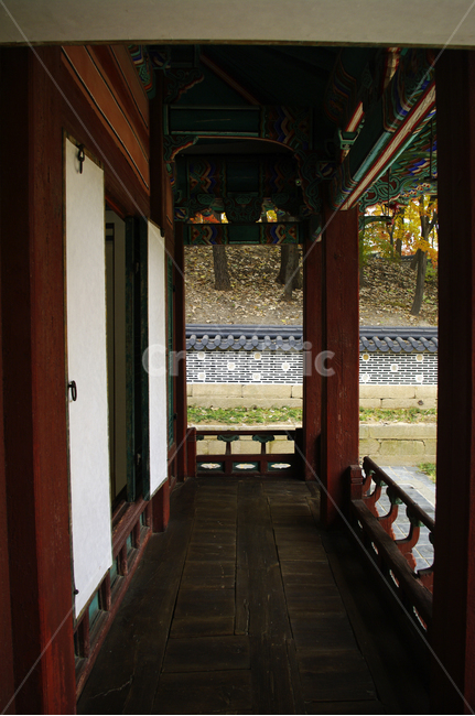창덕궁후원,고궁,건축,전통건축,traditional,전통,가을,fall,나무,식물,plant,단풍,한국전통,한국문화,korean traditional,korean culture,건축물,건물외관,exterior,building,structure,architecture,construction