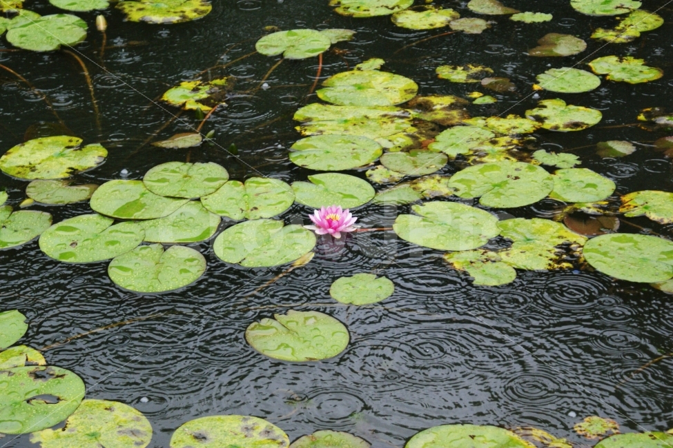 비오는날,연꽃,여름,경남수목원,풍경사진,식물,자연,plants,nature,꽃,flower,비,비오는날,rain,rainy