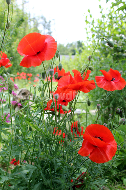 flora,flower,fresh,green,meadow,natural,plant,poppy,red,양귀비꽃,양귀비,화초양귀비,꽃,빨간색,빨강,레드,신선한,그린,정원,식물,자연,식물,자연,plants,nature,꽃,flower
