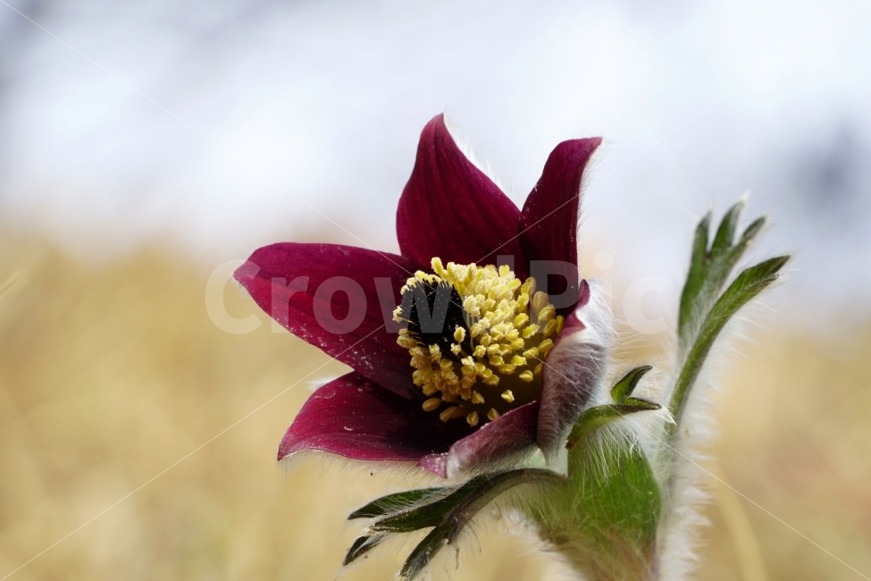 할미꽃,꽃,플라워,봄,자연,식물,flower,spring,nature,접사,macro,클로즈업,closeup,tree,숲,숲속,산림,삼림,조경,plants,봄꽃,감성,힐링,풍경,landscape,식물,자연,plants,nature,꽃,flower