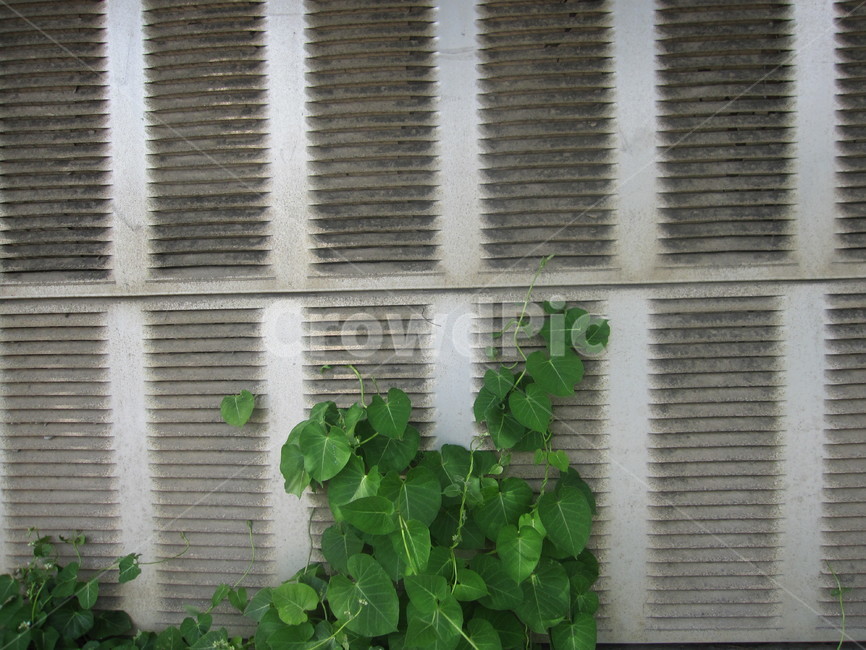 담벼락,담,벽,담쟁이,덩굴,식물,잎사귀,leaf,ivy,잎,담쟁이덩굴,자연,회색,초록,식물,자연,plants,nature,건축물,건물외관,exterior,building,structure,architecture,construction