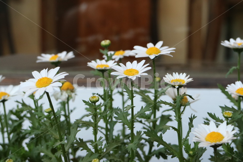 봄,꽃,살랑살랑,봄바람,spring,국화,식물,자연,plants,nature,꽃,flower
