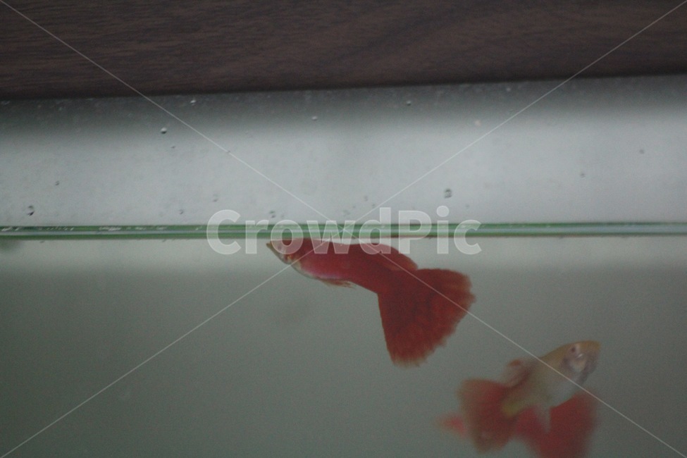 구피,물고기,수족관,어항,생물,물,알비노,알비노풀레드