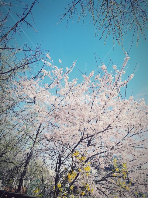 봄,벚꽃,꽃,개나리,하늘