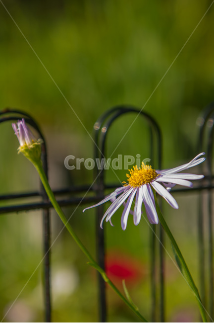 꽃,들꽃,화사함,여름,생기,식물,자연,plants,nature,꽃,flower