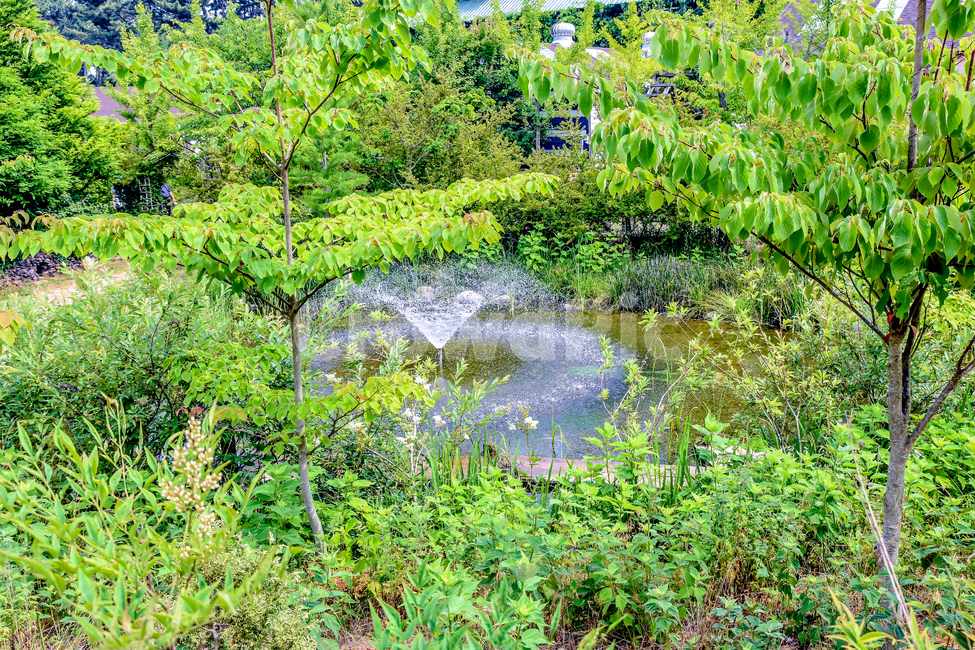 나무,자연,휴식,분수대,분수,식물,healing,plants,nature,잎,녹색풍경,눈정화,정화,힐링