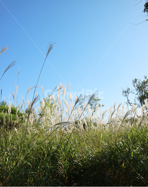 갈대,가을,억새,공원,정원,자연,식물,grass,plant,lawn,reed,잔디,식물,자연,plants,nature