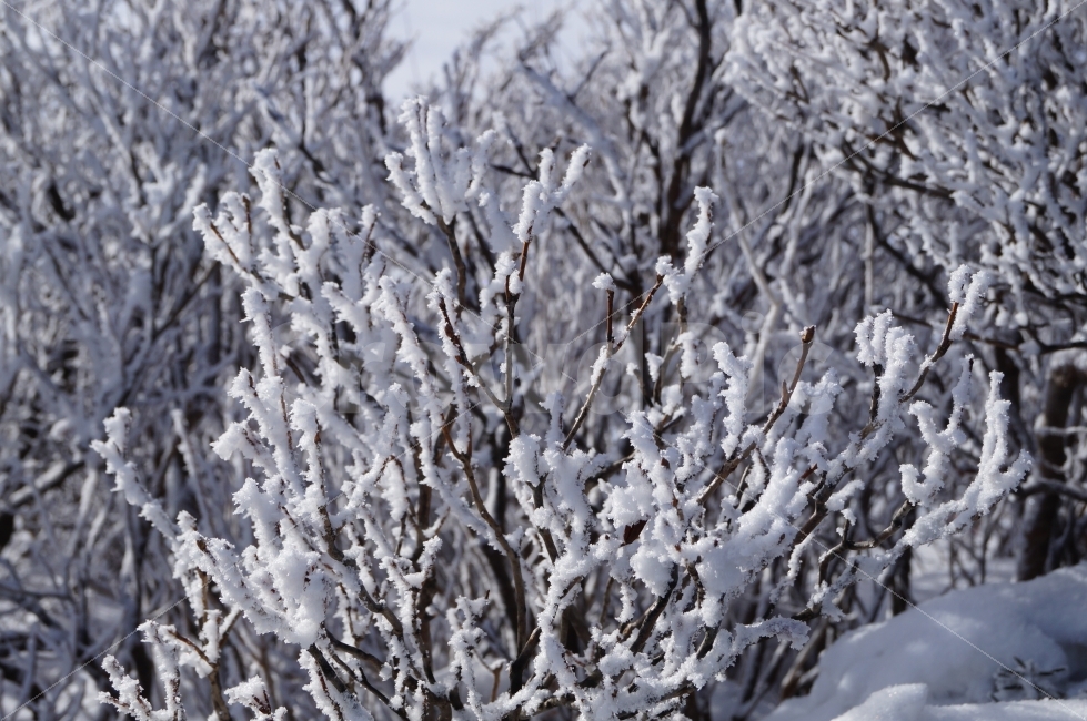 겨울,겨울산,눈꽃,자연,눈꽃나무,겨울,계절,winter,season,식물,자연,plants,nature