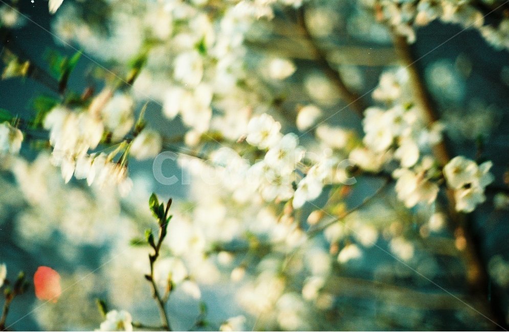봄,봄꽃,벚꽃,벚나무,꽃,봄,계절,spring,season,식물,자연,plants,nature,꽃,flower,감성,sensible,feeling,plant