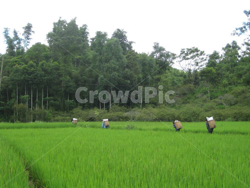 동남아,field,들,outdoors,옥외,nature,자연,paddyfield,패디필드,countryside,지방,시골,농부,농촌,농업,농사,agriculture,farming,farming industry