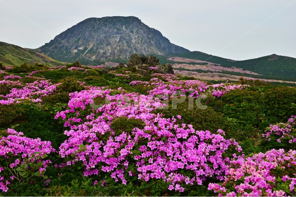 제주,한라산,한라산철쭉,한라산봄,봄,계절,철쭉,철쭉꽃,영실,윗세오름,언덕,plant,식물,nature,자연,outdoors,옥외,경치,경관,풍경,비경,제주비경,제주봄,자연,풍경,nature,landscape