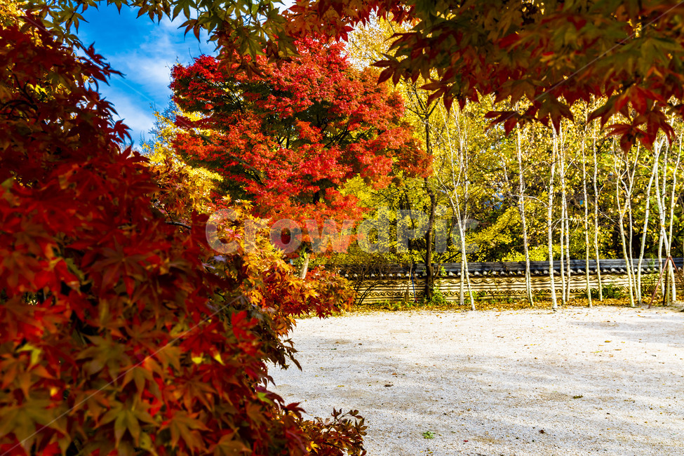 가을,계절,자연,감성,단풍,낙엽,나무,plant,tree,서정,가을낭만,식물,잎,maple,가을,계절,fall,autumn,season,식물,자연,plants,nature,leaf
