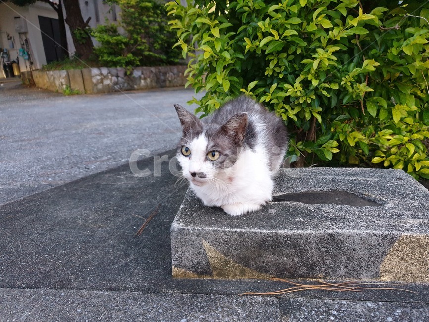 고양이,길,일본,풍경,cat