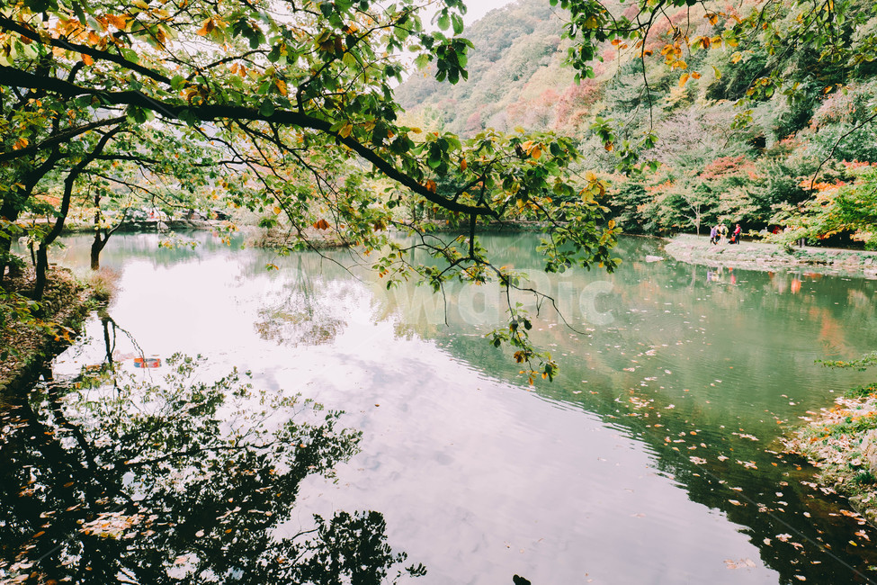 풍경,배경,가을,단풍,등산,전라도,내장산,background,scenery,autumn,maple,mountain,계절,fal,lseason,자연,nature,landscape,한국자연풍경,한국자연경관,koreanaturelandscape,한국전통,한국문화,koreantraditional,koreanculture,사람들,대중,군중,other,people,crowd,물들다,반영,백암사,오색,명소,배경화면,자연,풍경,nature,landscape,감성,sensible,feeling,plant,식물